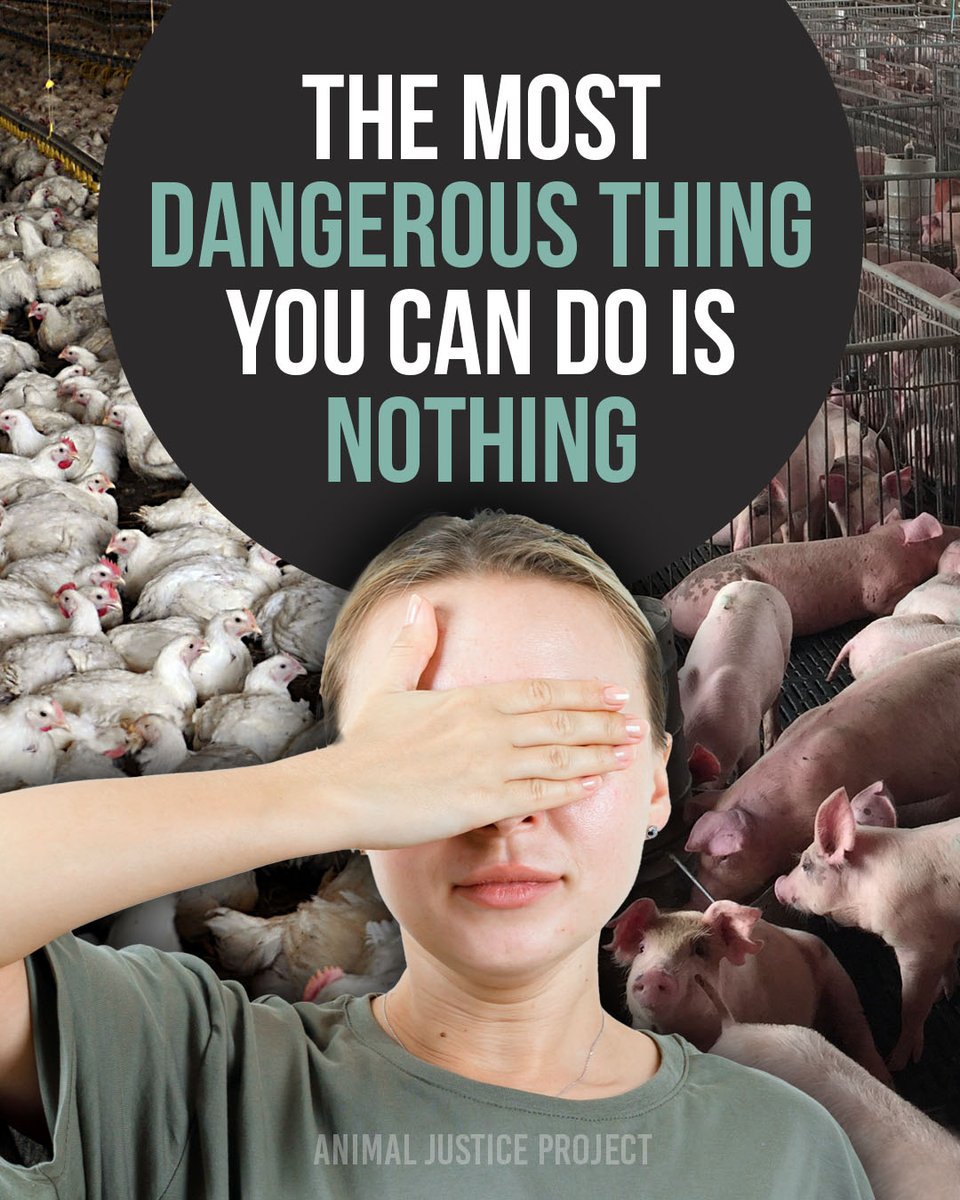 ajpReact's tweet image. Silence and inaction allow animal abuse to continue unchecked.

Your voice and your choices matter. Speak up and take a stand for animals.

#BeTheChange #Vegan #AnimalJusticeProject