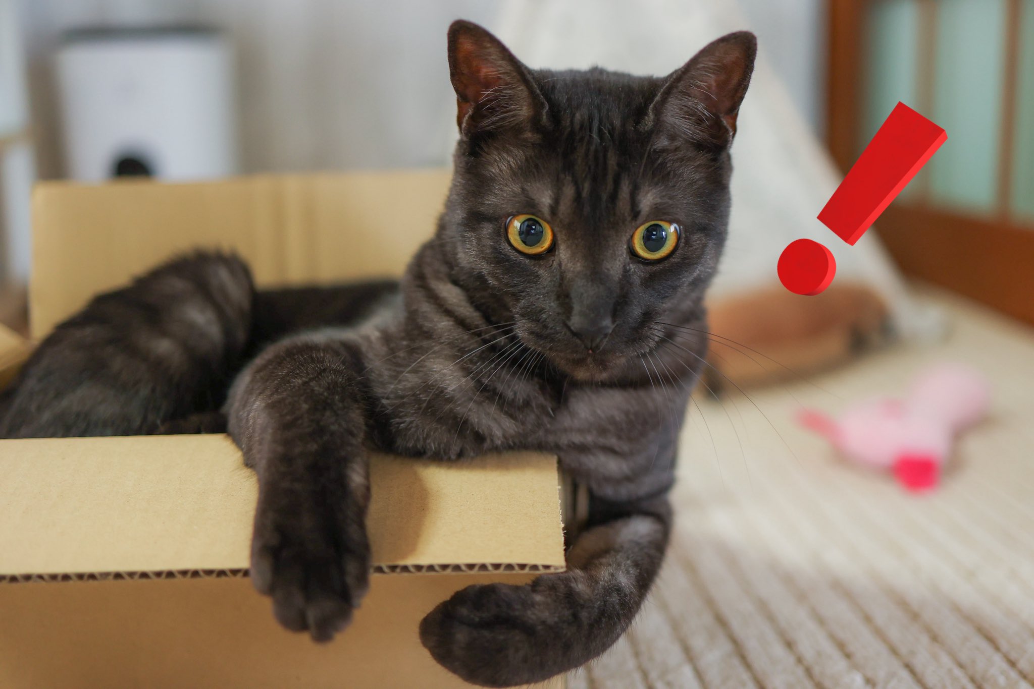 ちいねこ様　iriey lupilien2点おまとめ 🩷ぱお🩷 ペルシャ猫のぱおちゃん🩷 先日はいちごワンピを着まし