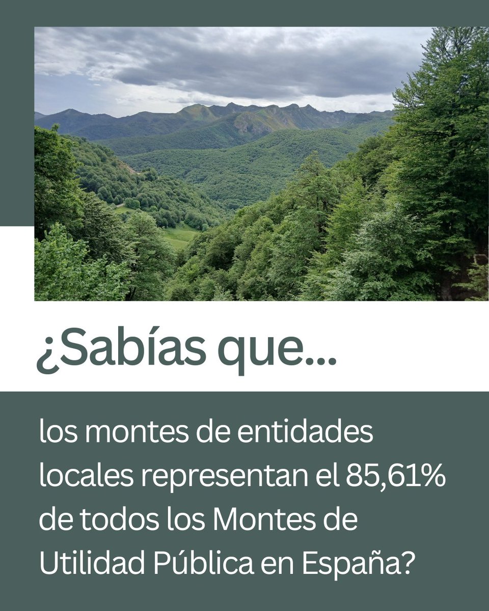 ¿Sabías que los montes de entidades locales representan el 85,61% de todos los Montes de Utilidad Pública en España?

<a href="/FBiodiversidad/">Fundación Biodiversidad</a> 

#ProyectosPRTR #PlanDeRecuperación #Sabíasque_REMP #REMP #MUP