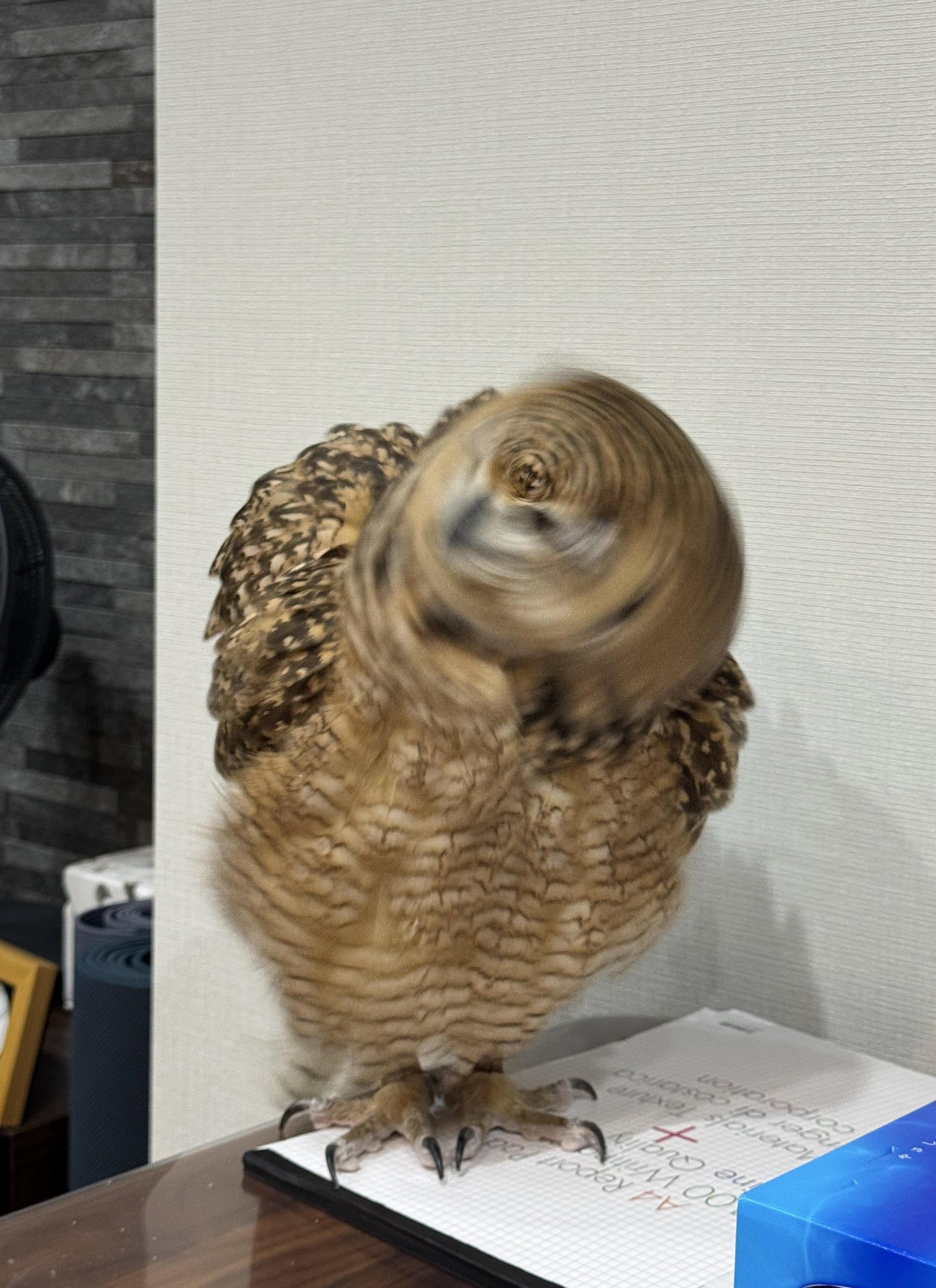 owl☆様 Amazon | セフティー3(Safety-3) パニックふくろう2 眼に用心