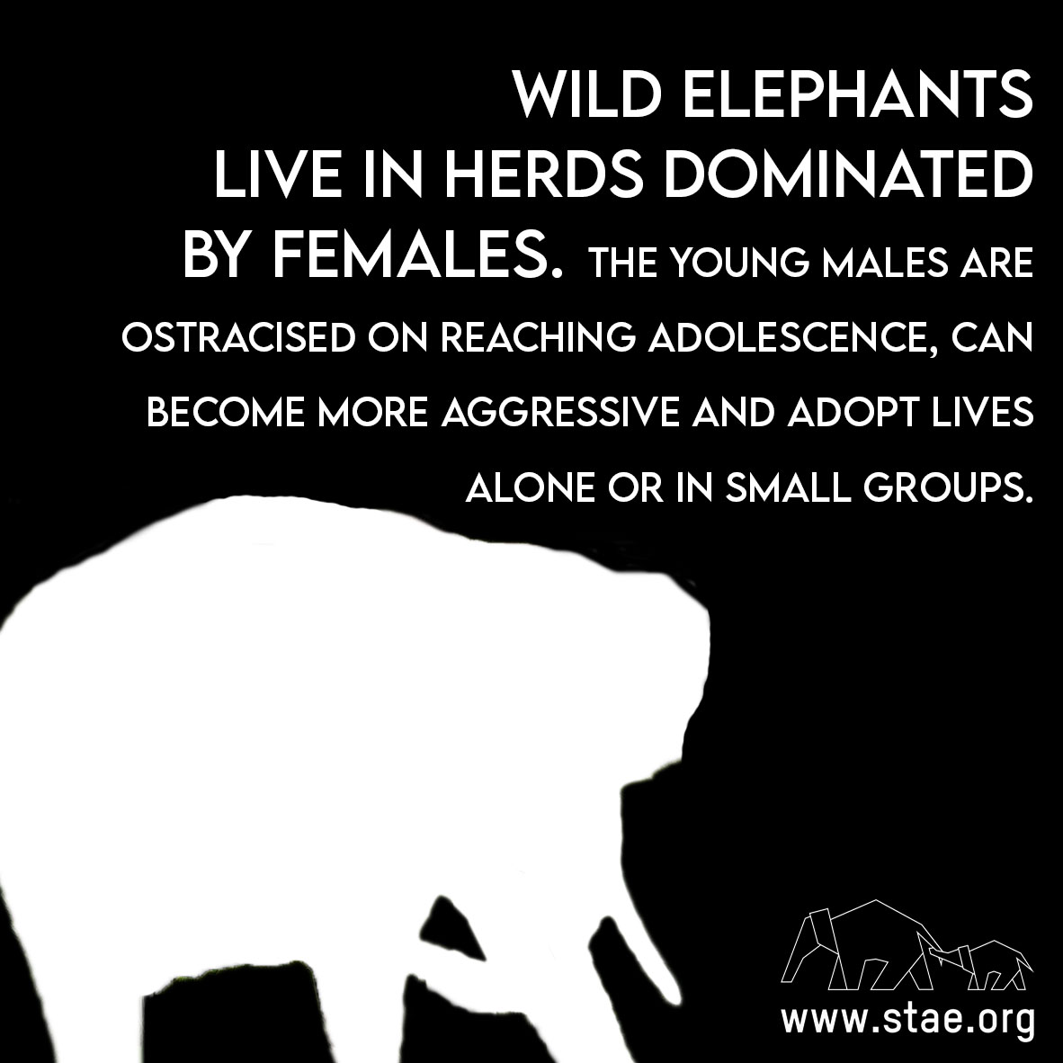 stae_elephants's tweet image. Wild elephants live in herds dominated by females. Young males are ostracised on reaching adolescence, can become more aggressive and adopt lives alone or in small groups. #fridayfacts