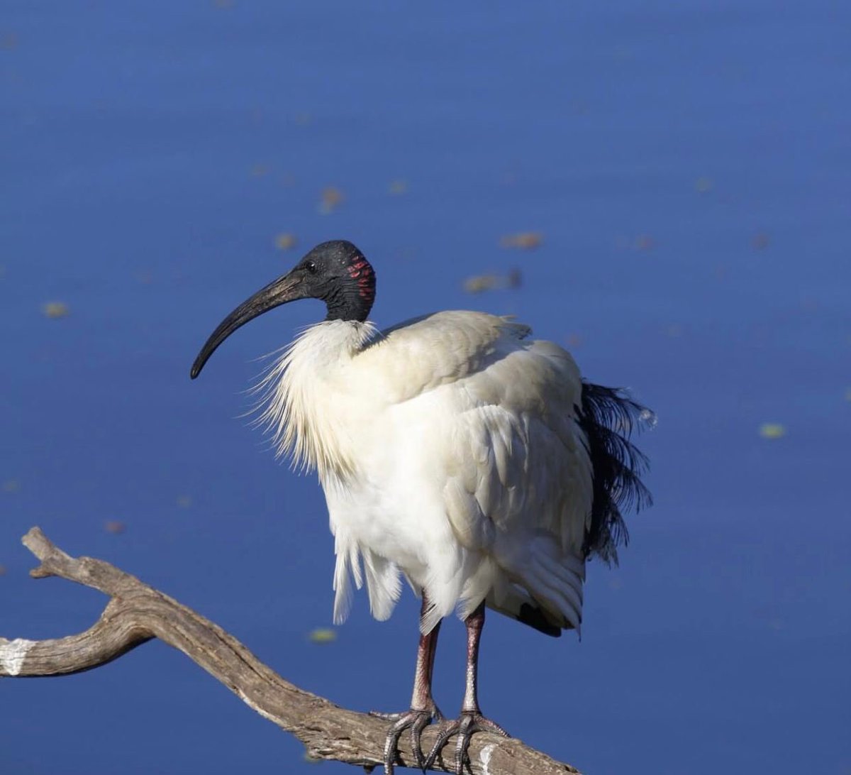 Reinharderdman's tweet image. Probably they're my least favorite bird species, Australia ibis bird, for me they looks scary because of the pink cuts on the nape!!