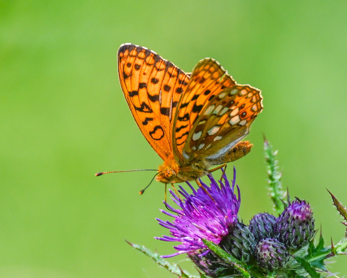 NaturAmByth's tweet image. Join the Vale Nature Festival & help local wildlife for the #BigButterflyCount! 🦋
📍 Cosmeston Lakes, Penarth
🗓️ Sat, July 19, 11am-4pm
Don't miss the @savebutterflies stall!
Get tickets: orlo.uk/K9X9q