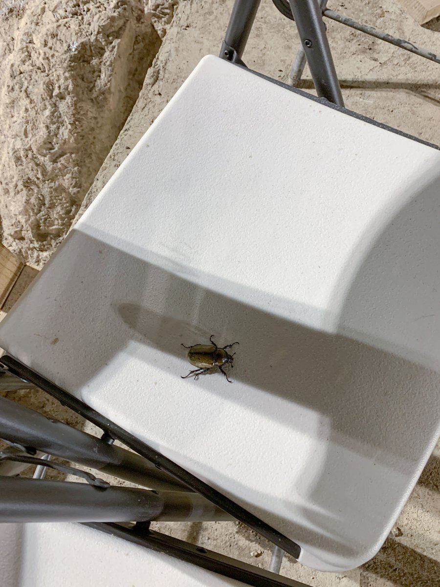 SchnabelEng's tweet image. Meet one of nature’s most diverse engineers: Order Coleoptera. With over 400,000 known species, beetles play vital roles in ecosystems—from decomposers to pollinators. 🪲

#FaunaFridays #SchnabelEngineering