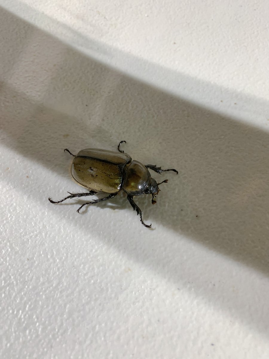 SchnabelEng's tweet image. Meet one of nature’s most diverse engineers: Order Coleoptera. With over 400,000 known species, beetles play vital roles in ecosystems—from decomposers to pollinators. 🪲

#FaunaFridays #SchnabelEngineering