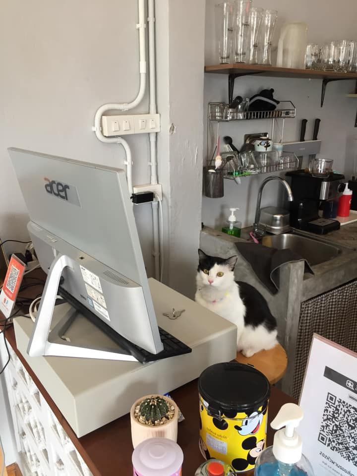 cats with jobs 🛠 (@catworkers) on Twitter photo 