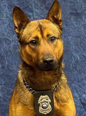 shawneeKSpolice's tweet image. Please join us in wishing K9 Dagger a happy 4th birthday! Dagger joined the Shawnee Police Department K9 Unit in May 2023.