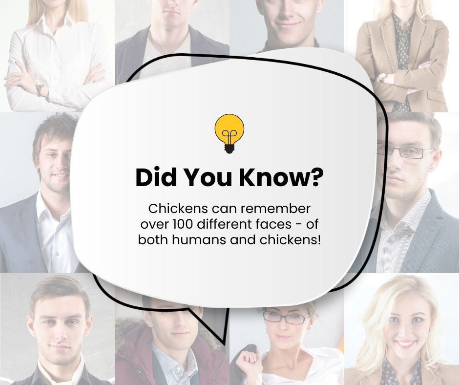 Clark Ag Systems (@clarkagsystems) on Twitter photo Did You Know?
Chickens can remember 100+ faces—humans and birds!
They're smarter (and more social) than you think.
Healthy flocks start with the right systems.
#DidYouKnow #PoultryFacts #ClarkAgSystems Did You Know?
Chickens can remember 100+ faces—humans and birds!
They're smarter (and more social) than you think.
Healthy flocks start with the right systems.
#DidYouKnow #PoultryFacts #ClarkAgSystems