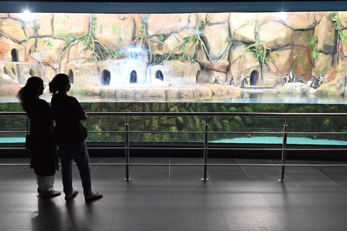 GujScienceCity's tweet image. पानी के नीचे की अद्भुत दुनिया का अनुभव किया विज़िटर्स ने Aquatic Gallery में।
यहाँ शार्क, पेंगुइन, रंग-बिरंगी मछलियाँ और अंडरवॉटर टनल ने सबका मन मोह लिया।
आप भी आइए और इस जलमय रोमांच का हिस्सा बनिए!
#AquaticGallery #MarineLife #UnderwaterWorld #ScienceCityAhmedabad