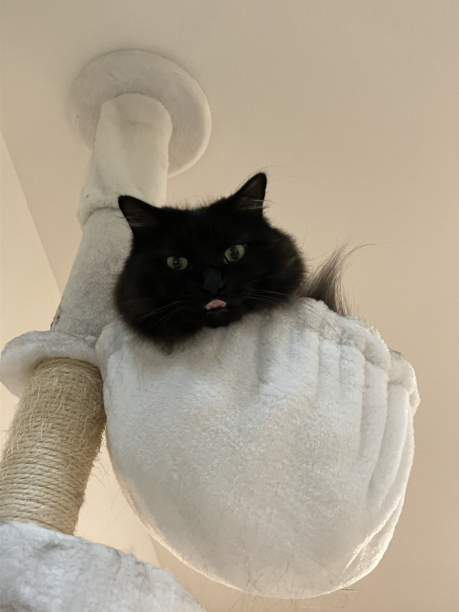 けあねこ(=^・^=) 楽天市場】【公式ショップ】プロバイオデンタル 猫用 パウダー