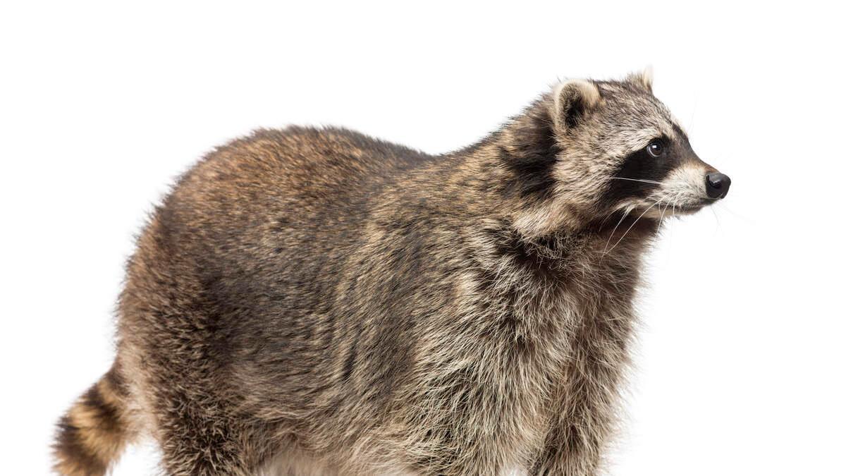 Raccoon Rescue with Head Stuck in Soup Can | MIX 107.7 | Mix Morning Show! mix1077.iheart.com/featured/mix-m…