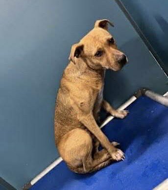 RescueCoop's tweet image. Pals!
It’s $5 Fri!
This week we saved this baby found in a dumpster at the dump.
From the dump she went to Wilson County AC where she was timestamped to be killed.
No one deserves to be treated like garbage.
We named her Gia meaning “gift”.
She matters.
rescuecoop.org/donate