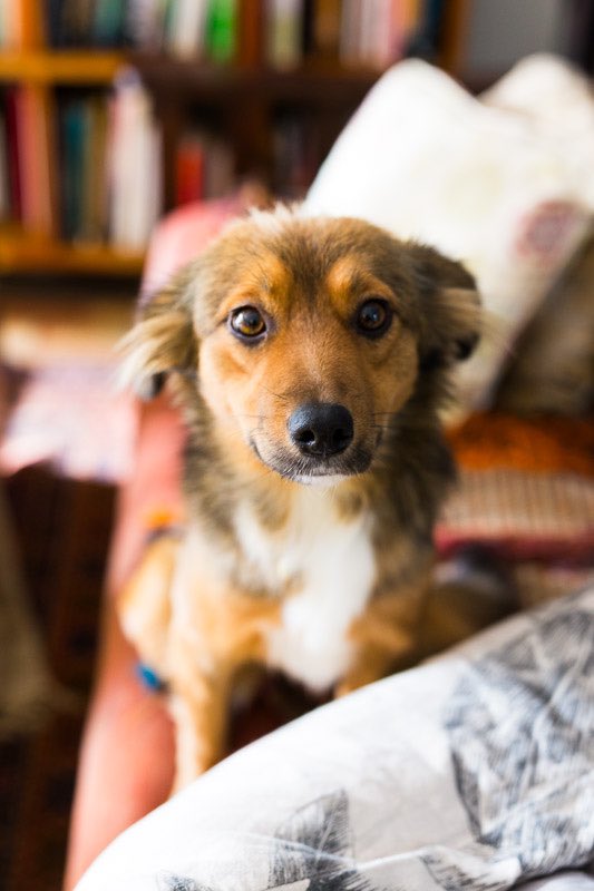 Meet Lulu, the newest member of our household. Lulu, around 18 months, is from Animal Rescue Helderberg. Pure joy.