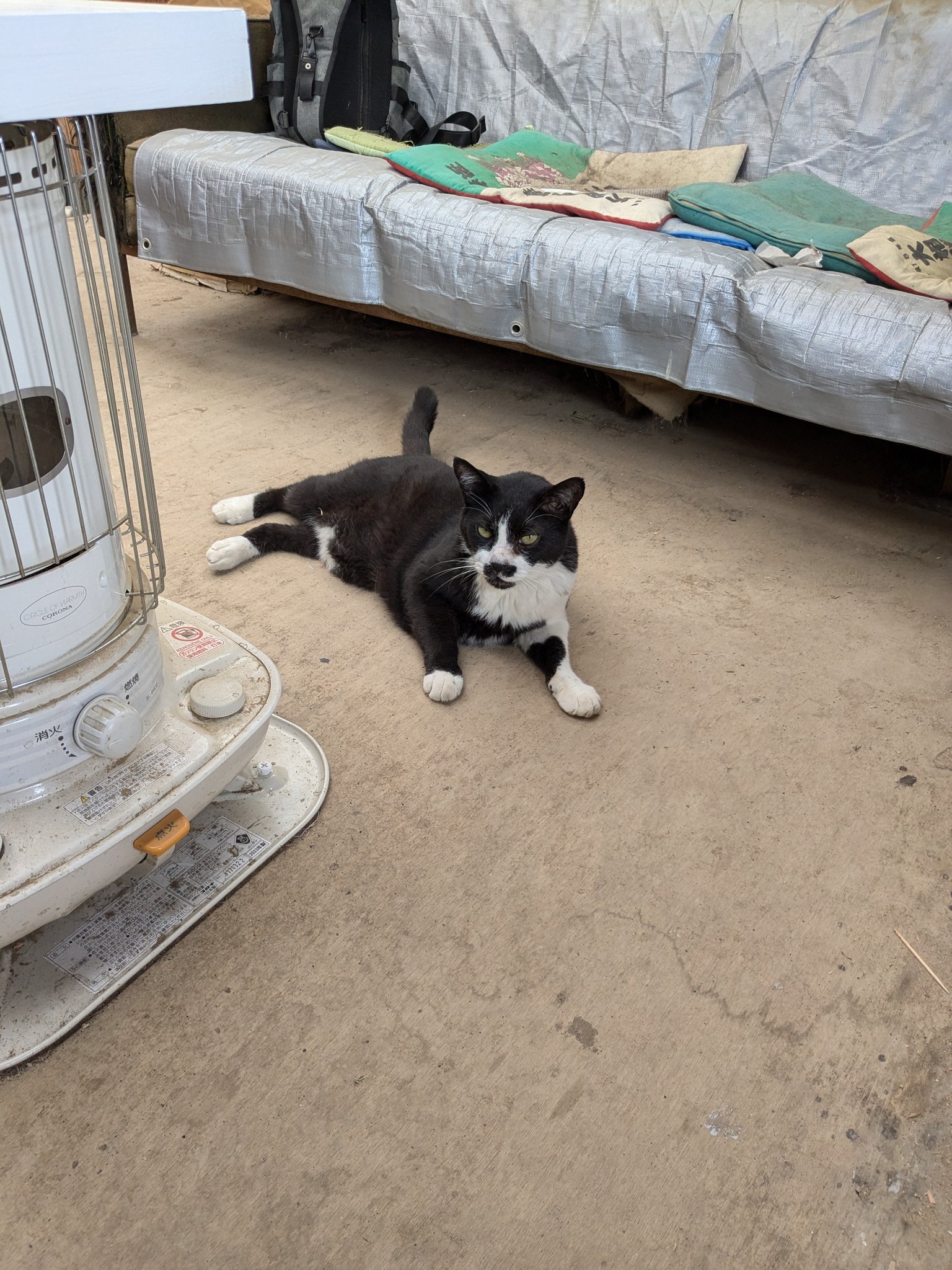 猫が増える on X: 