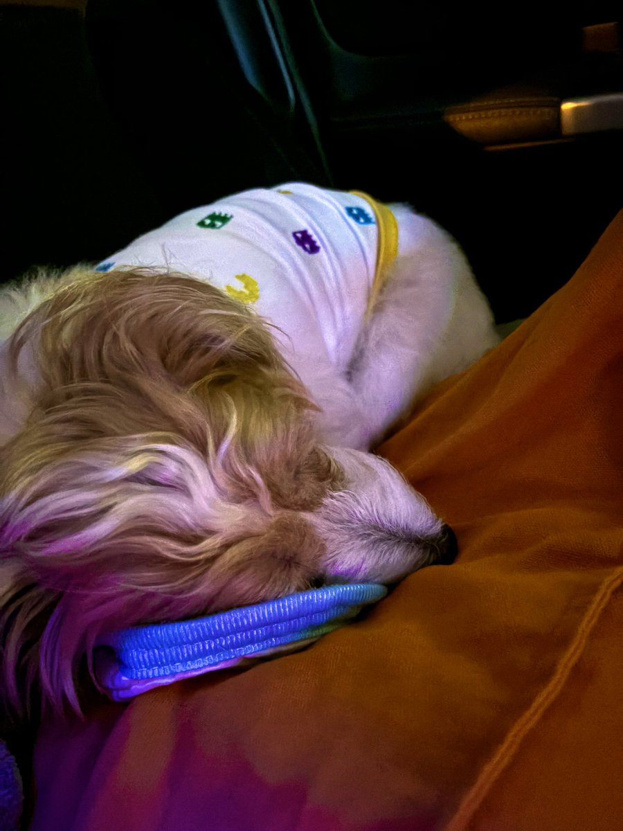 西波止場🚢⭐️

🐶と海風〜　散歩

ん？？　
ベンチに小さなバックが置いてあるぞ
俺ら以外誰もおらん

中身覗いたら　韓国語のパスポートが
財布も。

観光客かぁ
かなり困ってるんだろうなぁ💦

どうもこうもできんから
真っ先に交番👮届けたよー！

必ず彼らの元へ戻ってほしいよ🤲