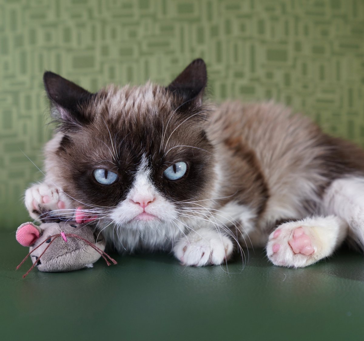 grumpycatcoin's tweet image. Look into my eyes. I&apos;m hodling.