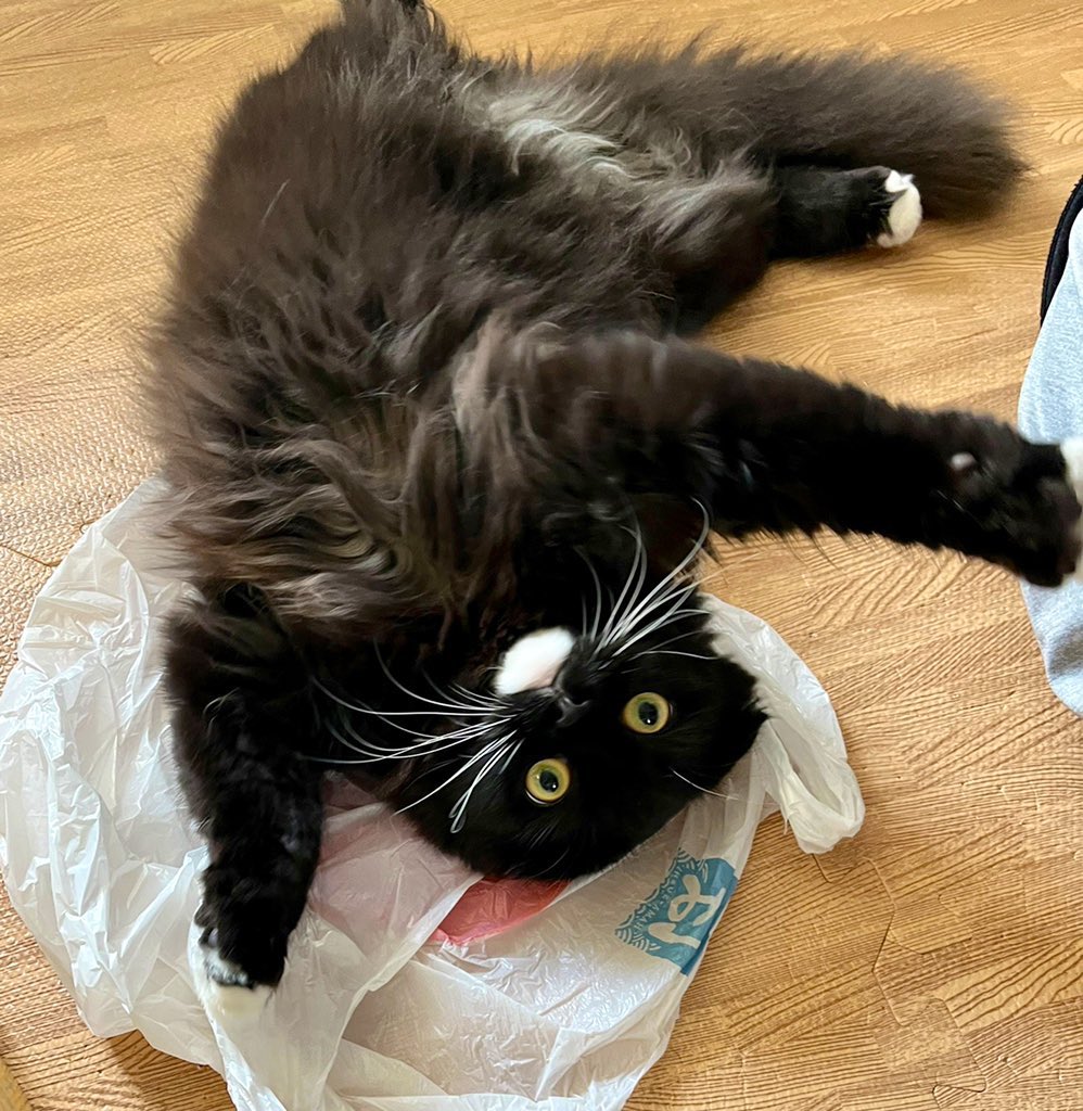 unagineko_una's tweet image. 今週の頑張ったニンゲンたちにうなぴから全力のおっ広げ！🐾🫶
#白黒猫 #猫のいる暮らし #猫