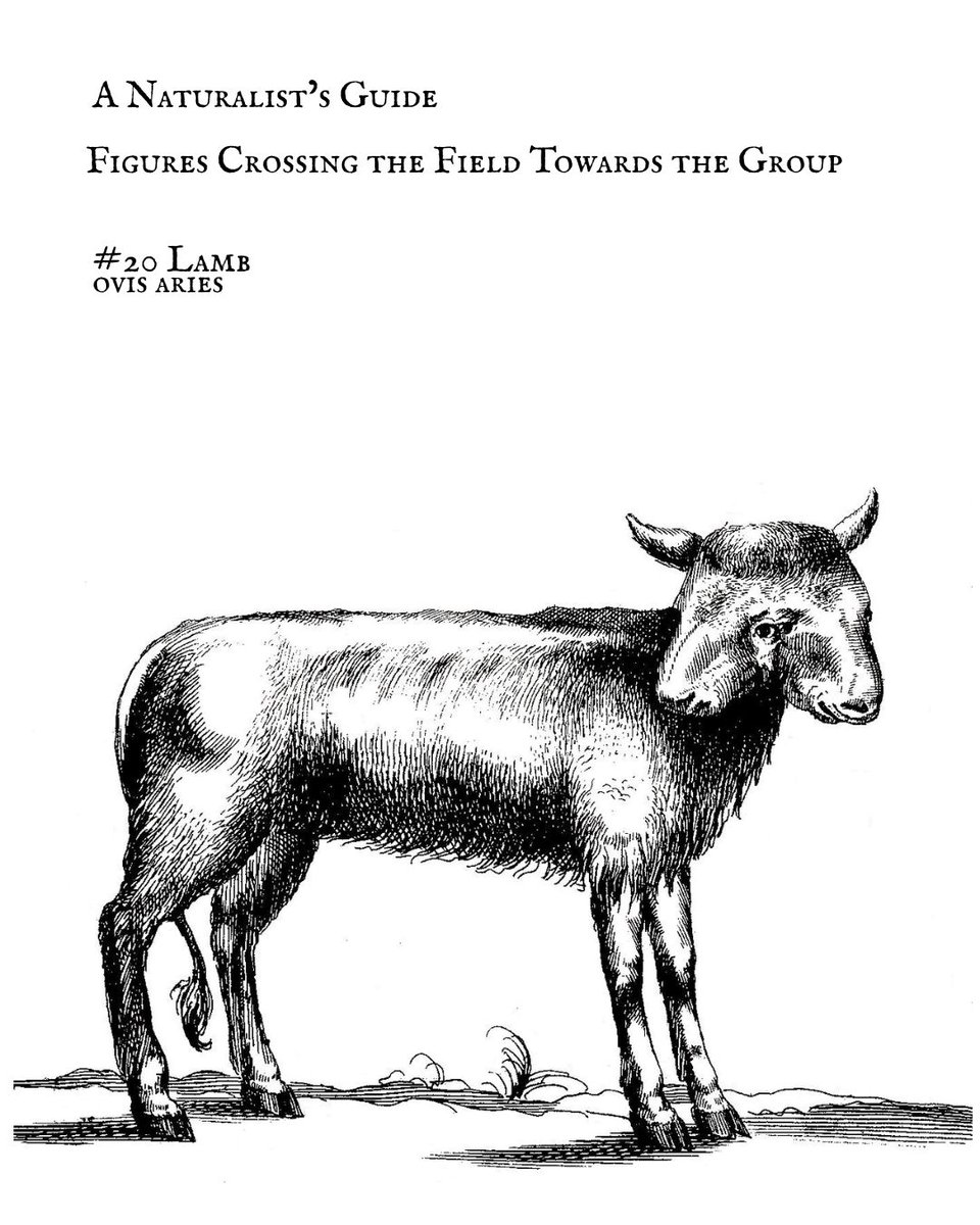 rlgransden's tweet image. A Naturalist’s Guide. Virtual collector card series featuring selected fauna and flora from Figures Crossing the Field Towards the Group. We arrive at the final card, to complete the full deck:

#20 Lamb