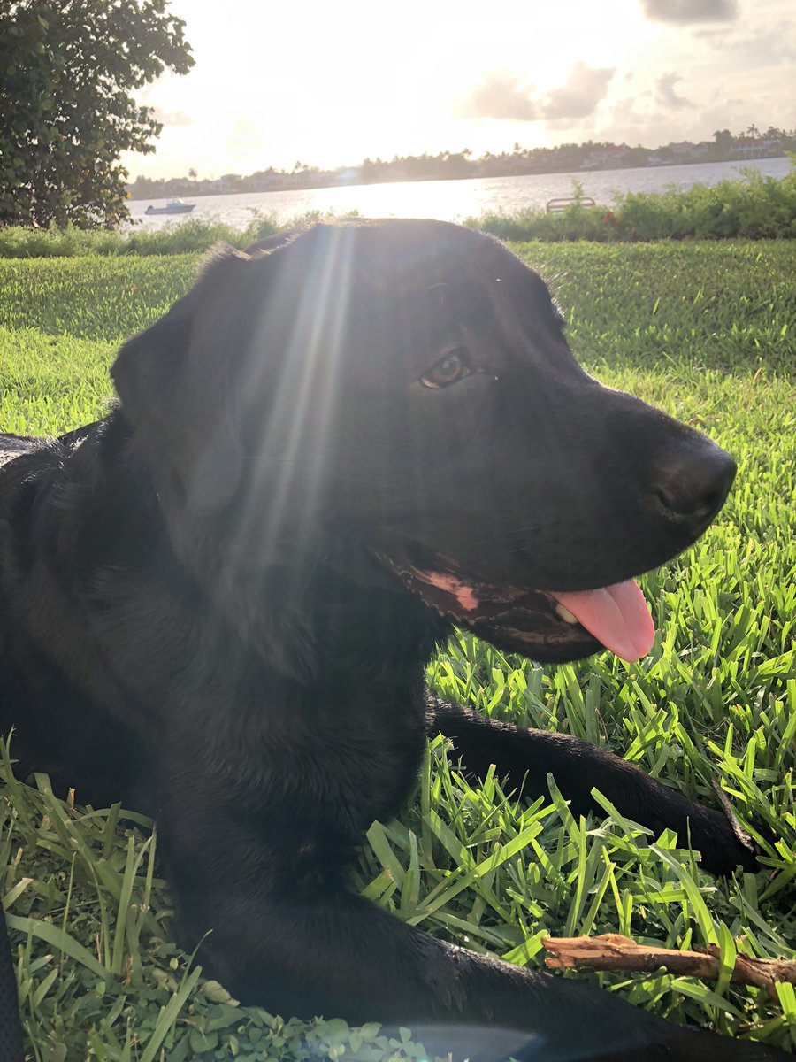 yarrs's tweet image. Happy Friday Friends!
May the rays of the sun kiss your head wherever you may be 🌅 🐕🦺✨💕