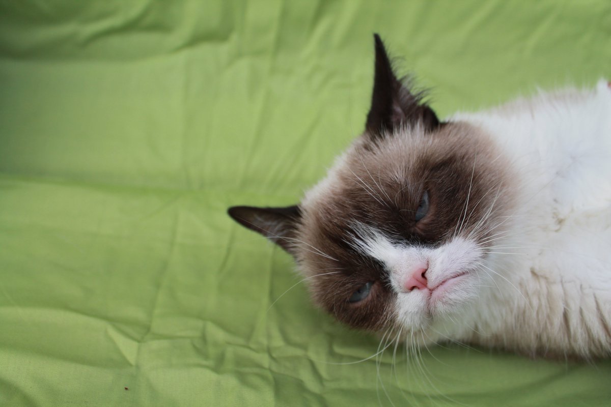 grumpycatcoin's tweet image. Stuck in a green candle.