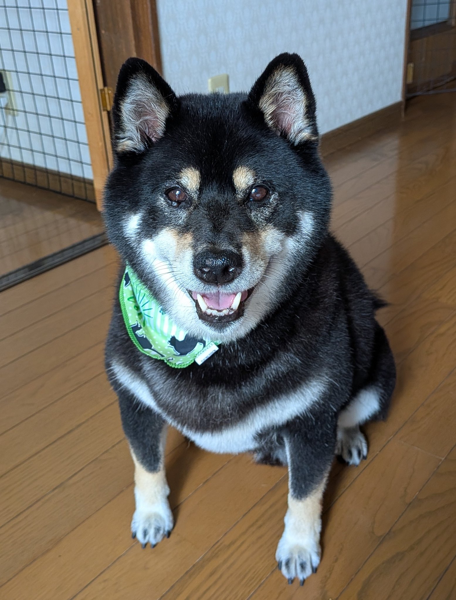 ネコママさま❤️専用きんがくまちけさかな メダカのセット販売ご紹介！ l メダカ屋・猫飯（ねこまんま