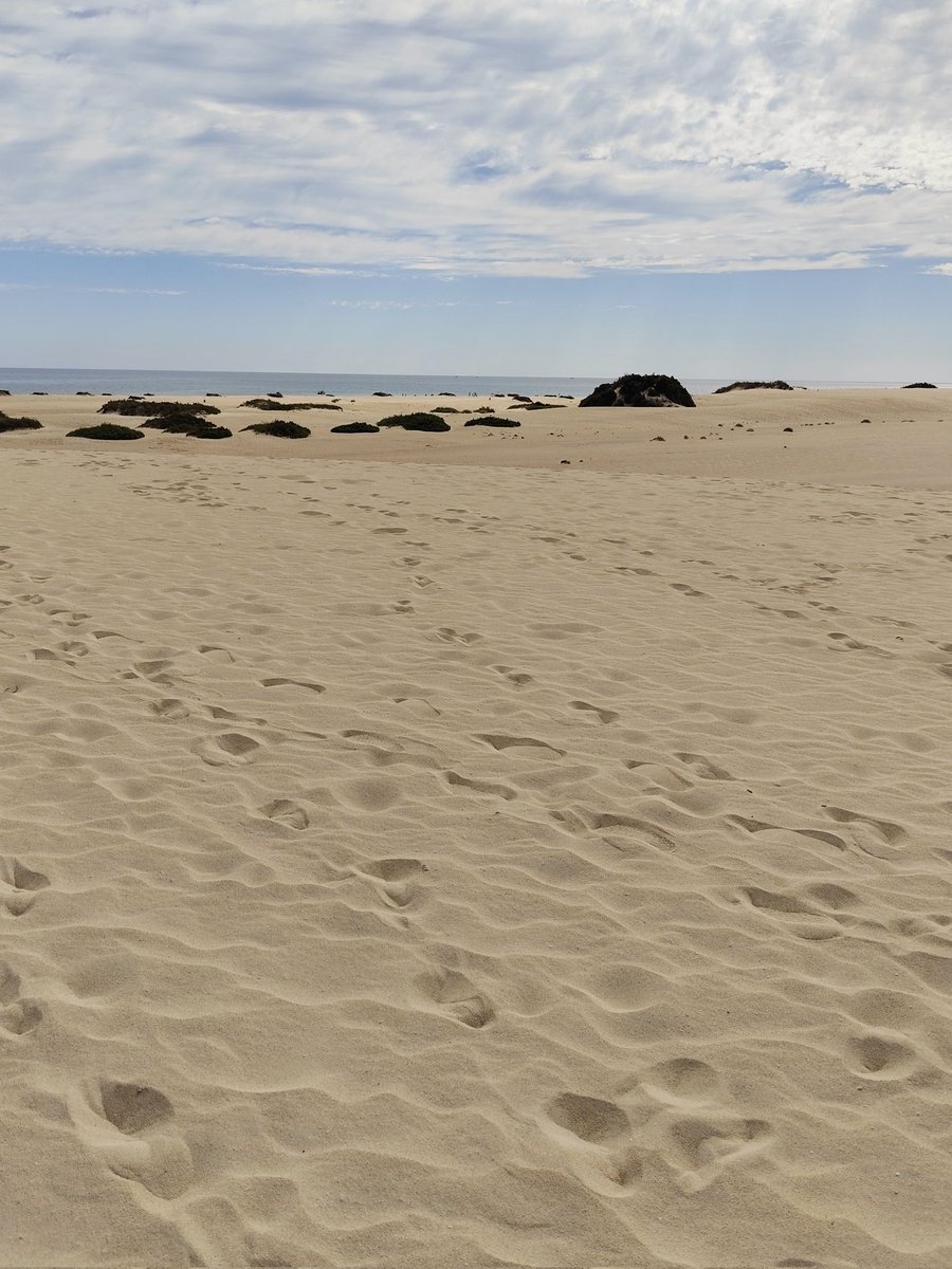 _hello_im_j's tweet image. 🌊☀️🐚