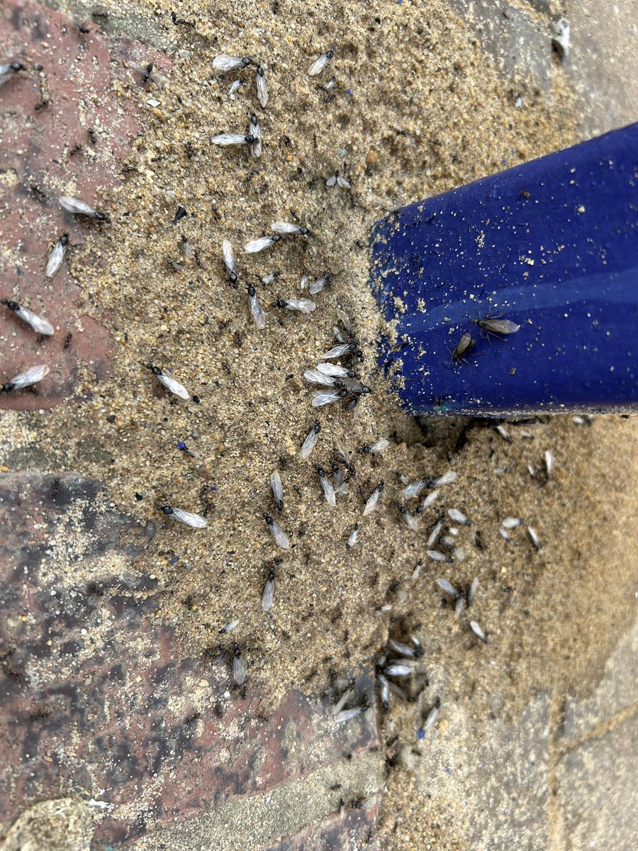 simonhul's tweet image. Oh dear @northernassist . Big flying ant infestation at Arram. Bugs everywhere