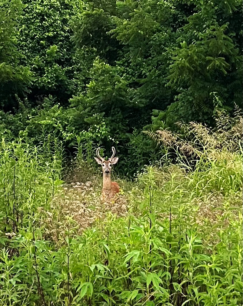 Morning people! Had a nice lil chat to start my day. Who else talks to the animals? Kind of like when you feel compelled to “moo” when you see a cow.