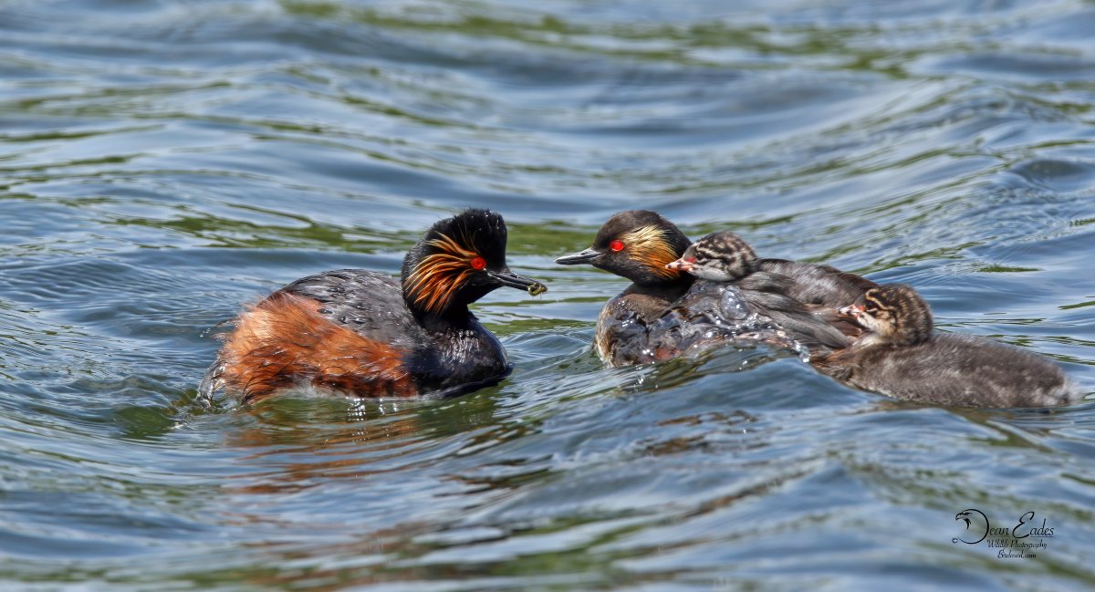 Black-necked grebe family
BirdMad.com
<a href="/yorkshirebirds/">Yorkshire Birds</a> <a href="/SLArchive/">South Lincs Archive</a> <a href="/Nature/">nature</a> <a href="/CanonUKandIE/">Canon UK and Ireland</a> <a href="/BritishWild/">BritishWildlife</a> <a href="/britishbirds/">British Birds</a> <a href="/Protect_Birds_/">PROTECT BIRDS!</a> <a href="/wildlife/">wildlife</a> <a href="/Defenders/">Defenders of Wildlife</a>