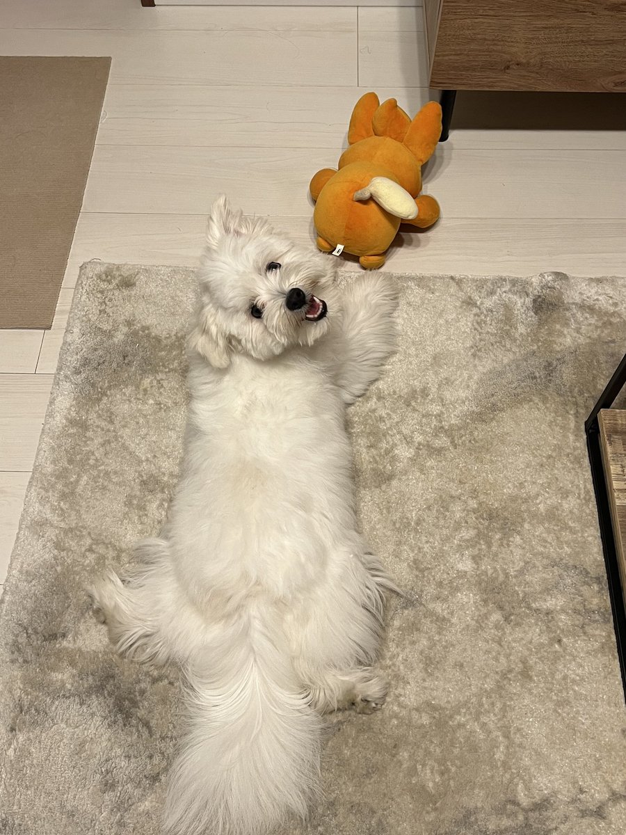_kinarinari's tweet image. パモさんのおしり嗅いでにこにこだね