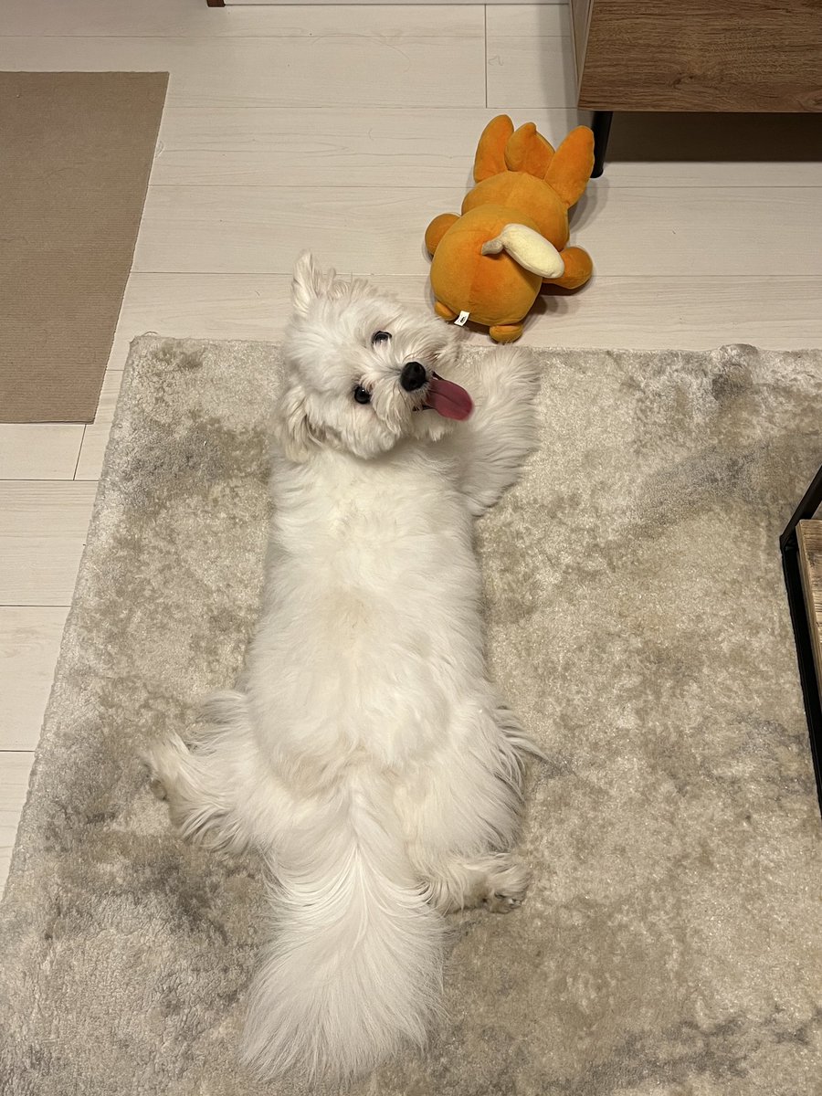_kinarinari's tweet image. パモさんのおしり嗅いでにこにこだね