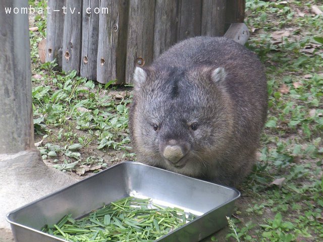lucywombat5's tweet image. こちらは、
今日の朝食です〜。
2022/7
#ウォンバット　　#五月山動物園