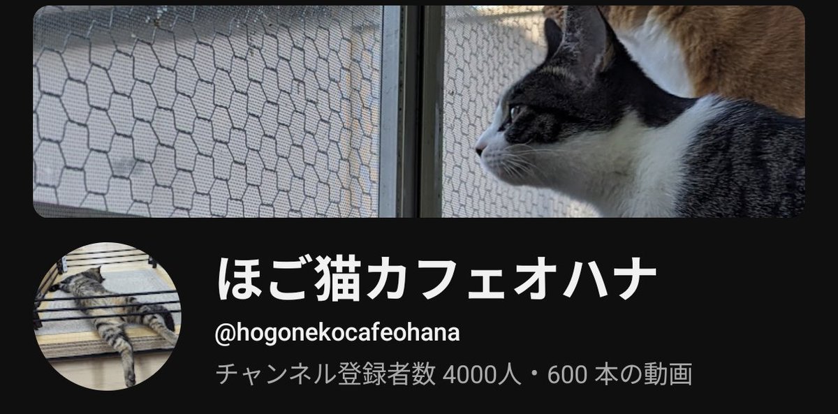 いつもほご猫カフェオハナのご視聴ありがとうございます
皆様のおかげでチャンネル登録者数4000人を超えました
本当にありがとうございます！
頑張って続けていきます
youtu.be/8p5aq0wnlY0?si…
記念として１週間の切り抜き作業用動画を作りました
こちらも続けていきますのでよろしくお願いいたします