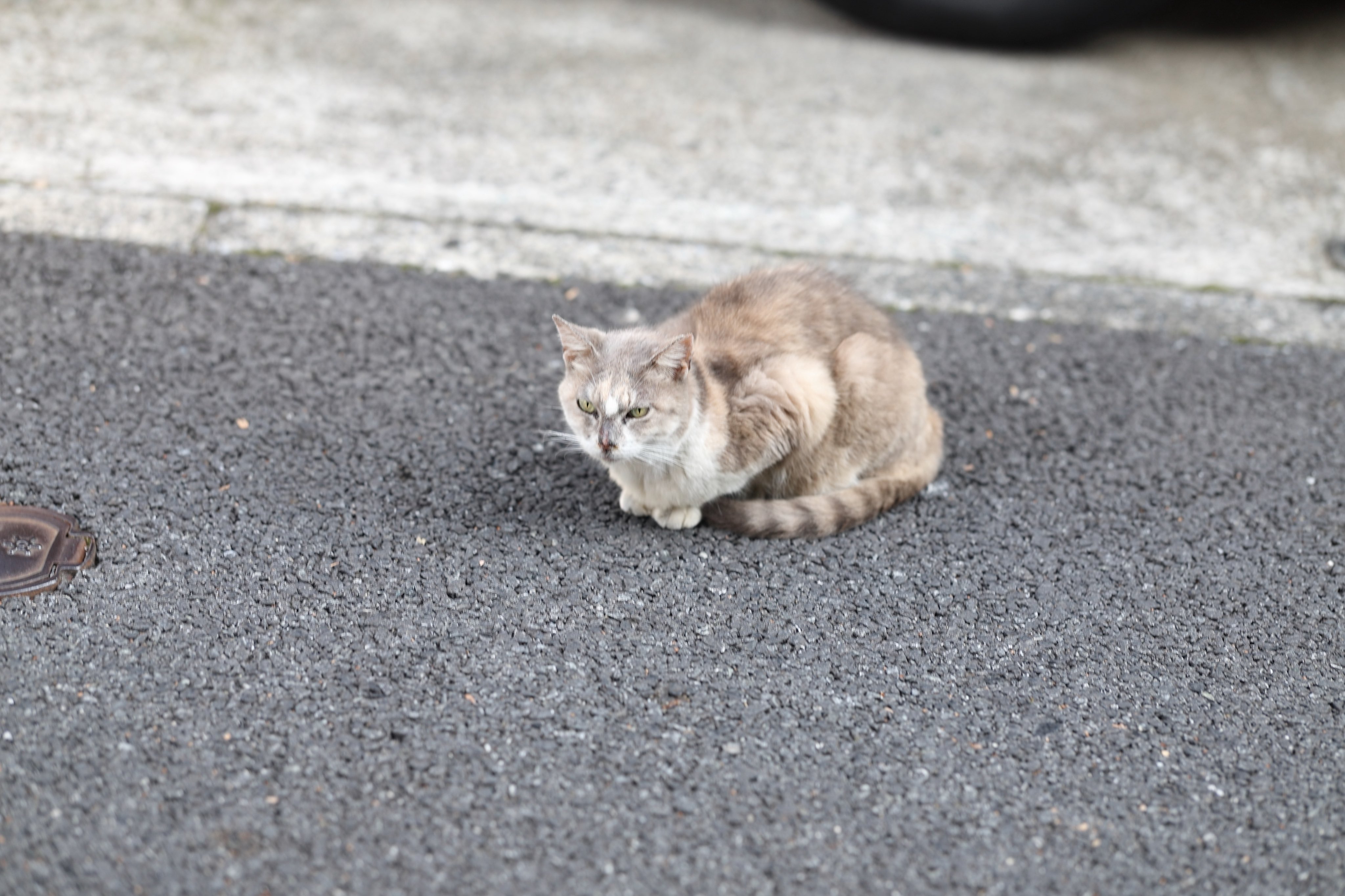 野良猫(仮)🐈 on X: 