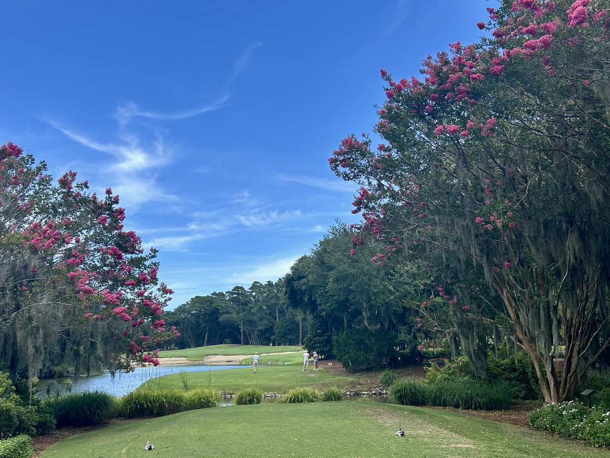 CaledoniaGolfFi's tweet image. “No Filter Friday” 😎@PlayGolfMB @HammockCoastSC @Discover_SC #mikestrantzdesign #golfweektop100 #golfmagazinetop100 #golfdigesttop100 #myrtlebeachgolflive