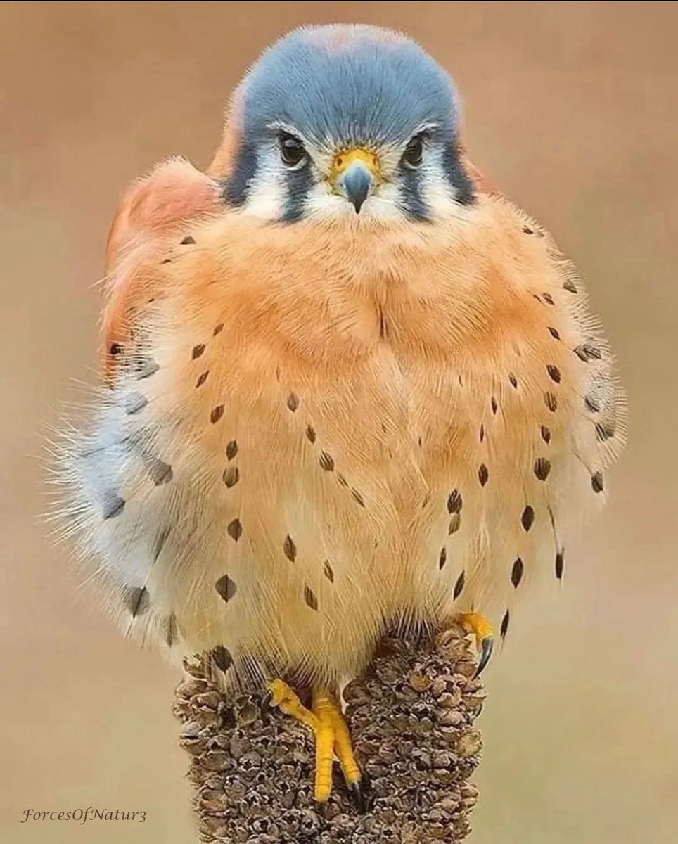 FNatur3's tweet image. We always have the ability to choose to focus within

To stop and listen to the inner wisdom we each contain 

Trust yourself

YOU are worthy of being heard