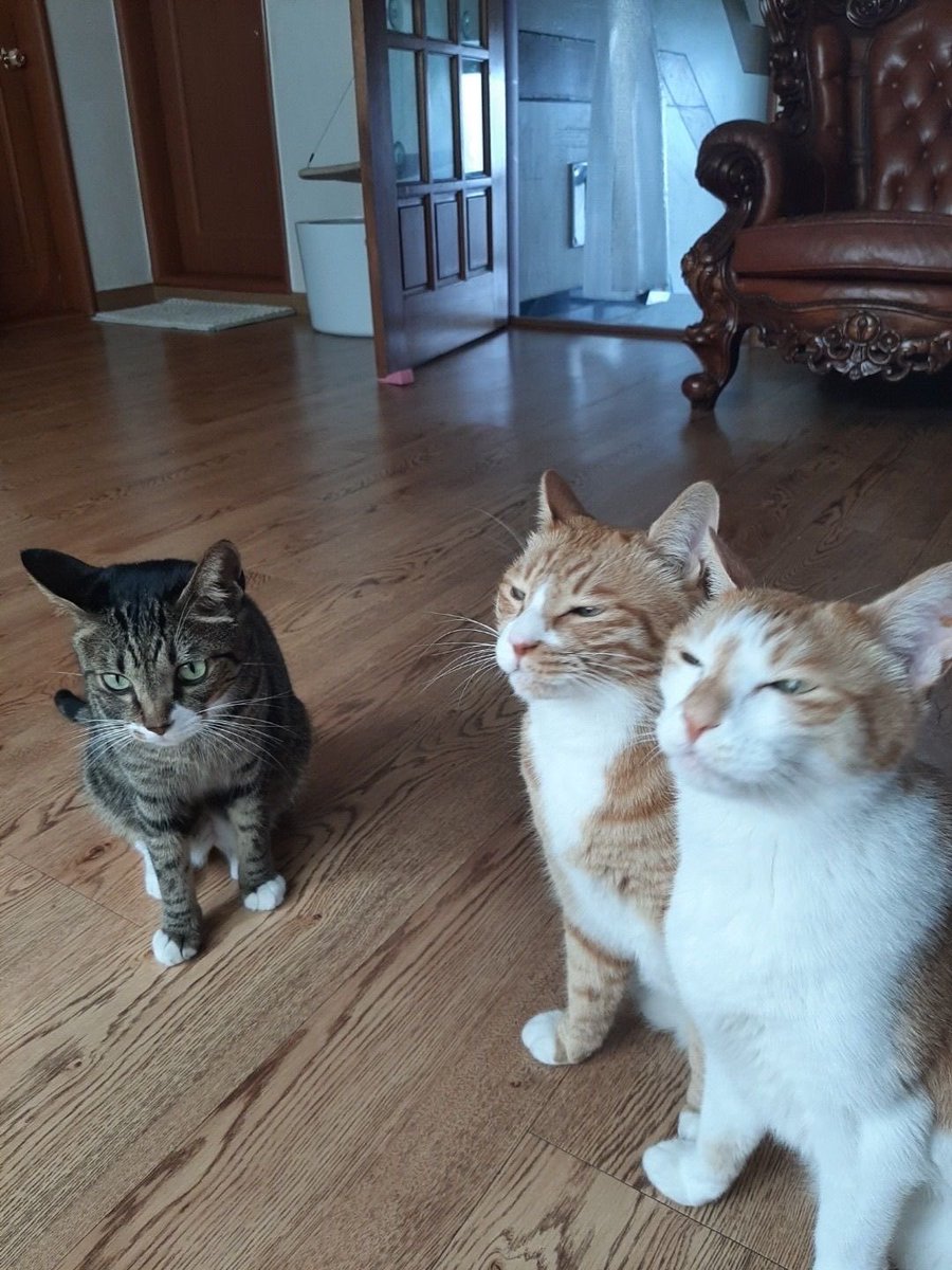 userlinoring's tweet image. cant get over how proud leeknow looked while talking about his babies 😭😭