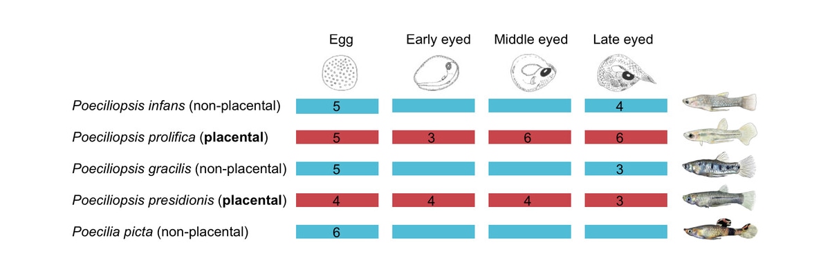 FishInTheNews's tweet image. 🔬 Placentas evolved nine times in the fish family Poeciliidae - Heterochronic changes in gene expression underlie placental evolution in the fish family Poeciliidae.
🔓 royalsocietypublishing.org/doi/10.1098/rs…