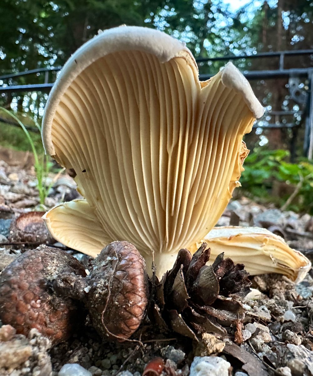 ikar0sc's tweet image. Mushroom amphitheater for acorns and hemlock cones

#MushroomOfTheDay
#FungiFriday