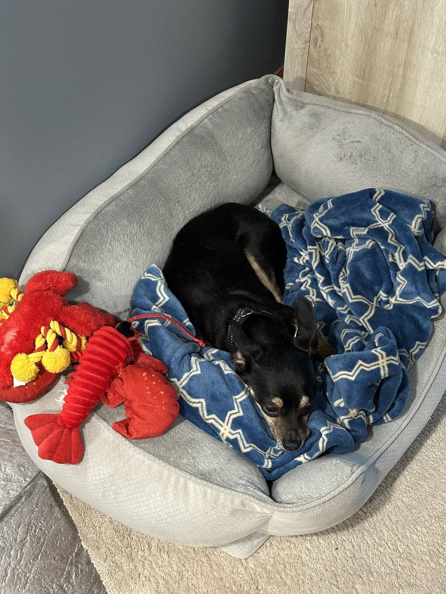 GamerEMDoc's tweet image. Goodbye Holmes. No one killed more stuffed lobsters in a lifetime than you my sweet friend. RIP.