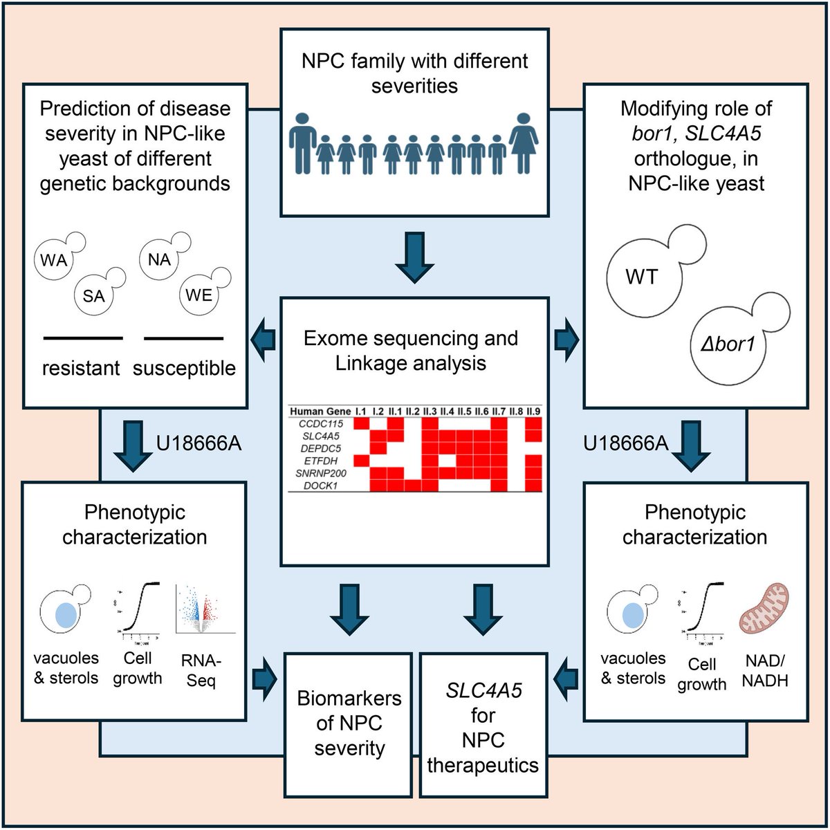 FEBS_Letters's tweet image. Niemann-Pick type C (#NPC) disease is a lysosomal storage disorder. In a new article published in FEBS Letters, Andrés D. Klein et al. report genomic modifiers of neurological resilience in an NPC family.
Read it here ➡️ shorturl.at/LHifM
#NiemannPick #Mitochondria…