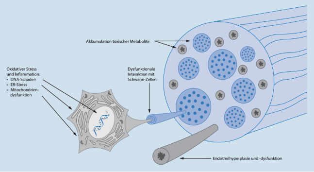 Pflegeherz  (@pflegeherz12) on Twitter photo 1/1 Neues aus der Rubrik "Diagnostik, die hilfreich wäre aber nicht zur Verfügung steht":
Stichwort Laktatbestimmung als Verdachtsindikator für mitochondriale Schäden, die ggfls. auch Ursache für behandlungsfrustrane neuropathische Schmerzen sein können.
Ein Thread dazu... 1/1 Neues aus der Rubrik "Diagnostik, die hilfreich wäre aber nicht zur Verfügung steht":
Stichwort Laktatbestimmung als Verdachtsindikator für mitochondriale Schäden, die ggfls. auch Ursache für behandlungsfrustrane neuropathische Schmerzen sein können.
Ein Thread dazu...