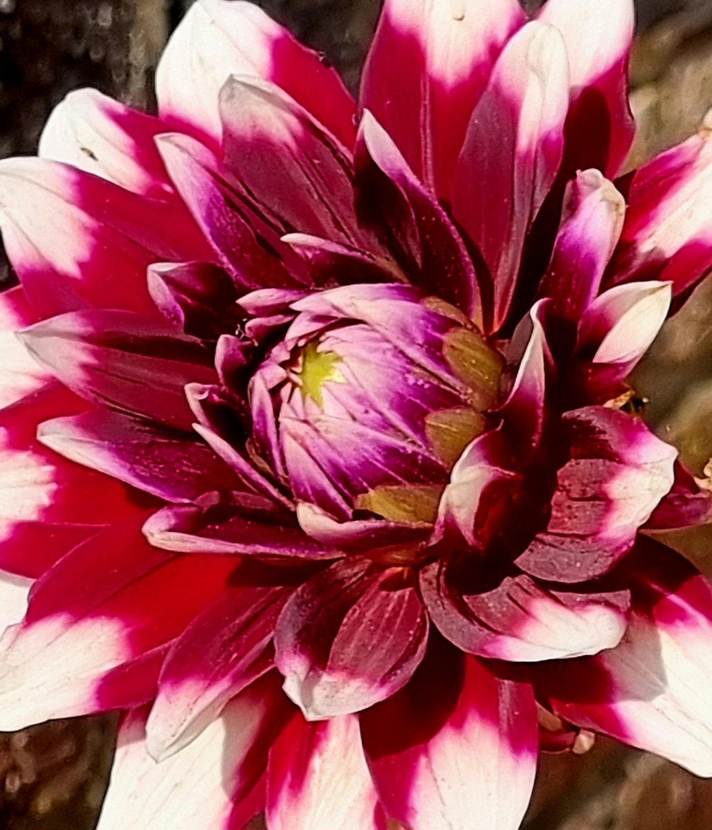 Happy#FlowersOnFriday.
Lovely dahlia in the garden this week.