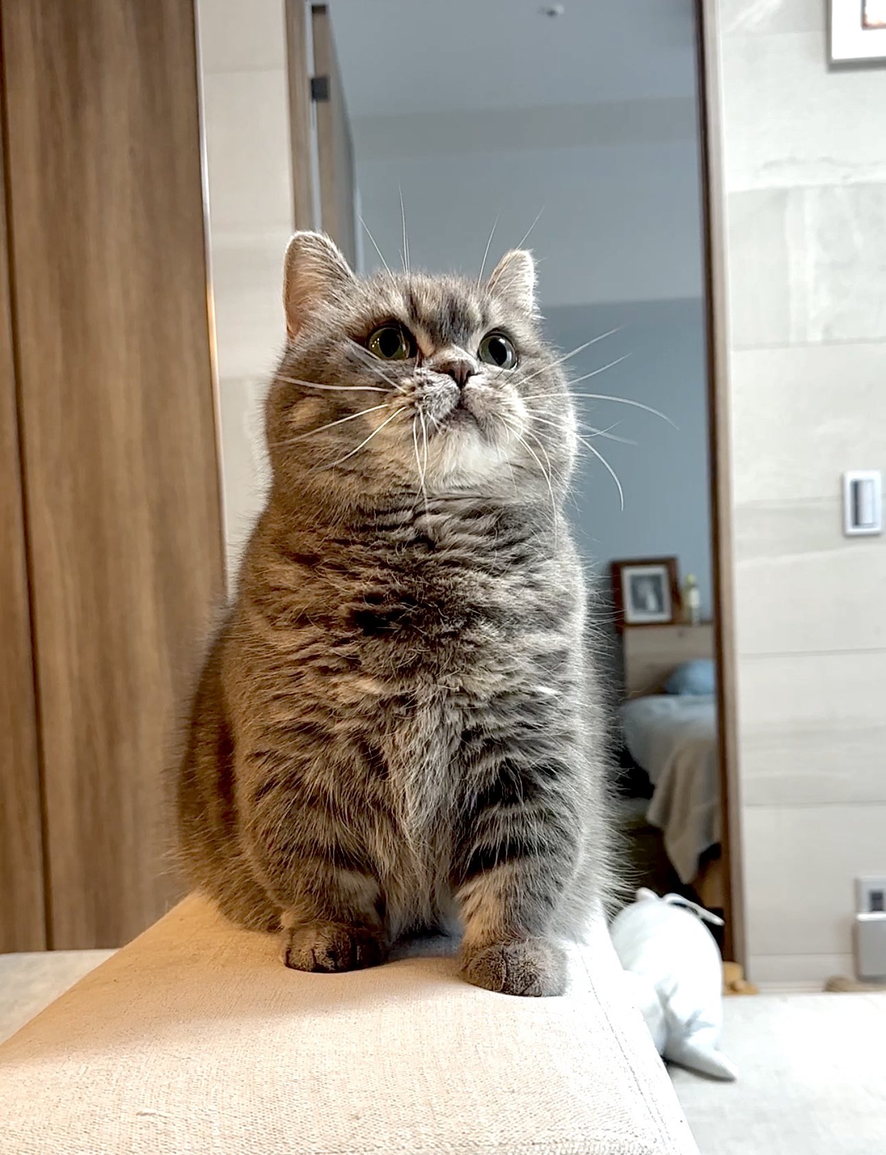 ⭐︎ランランページひ⭐︎のびねこ他⑥ grape on X: 