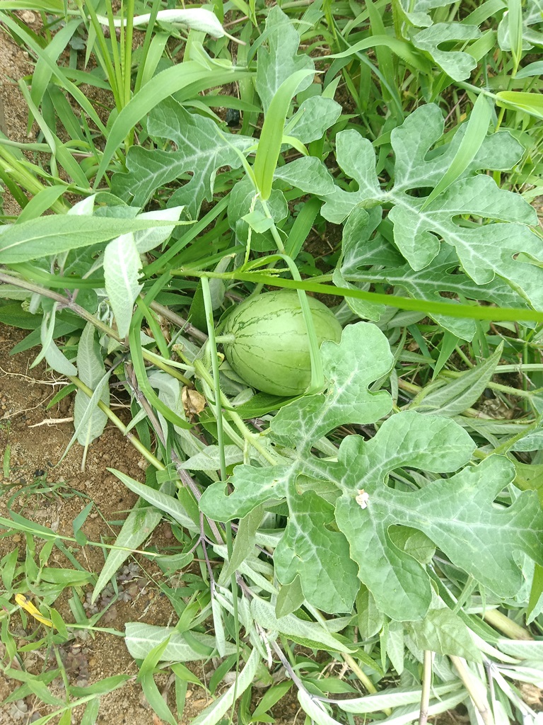 毎日が発見です😁
コンポスタ跡地から植えたおぼえのないものが😅
今回はスイカみたいです😋