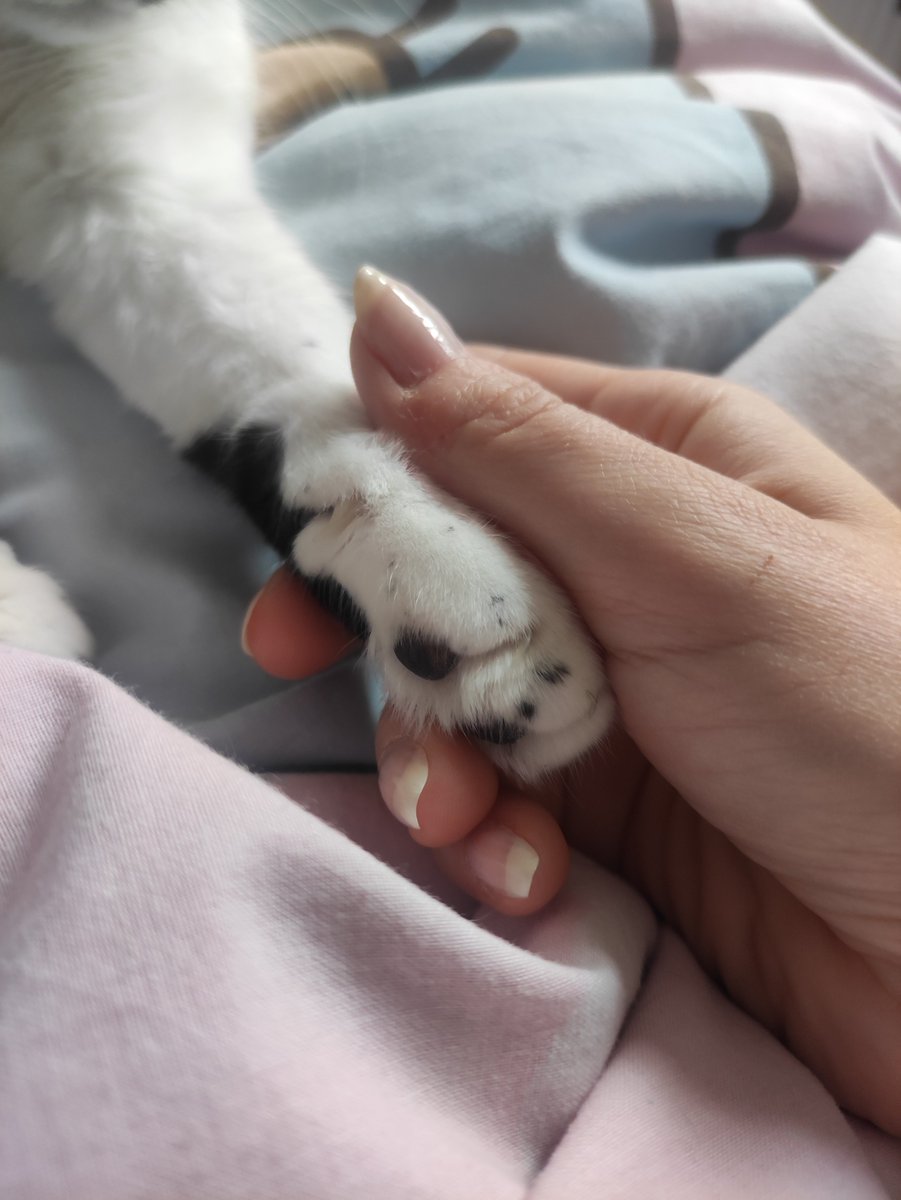 MimiMeow Cosplay tweet media