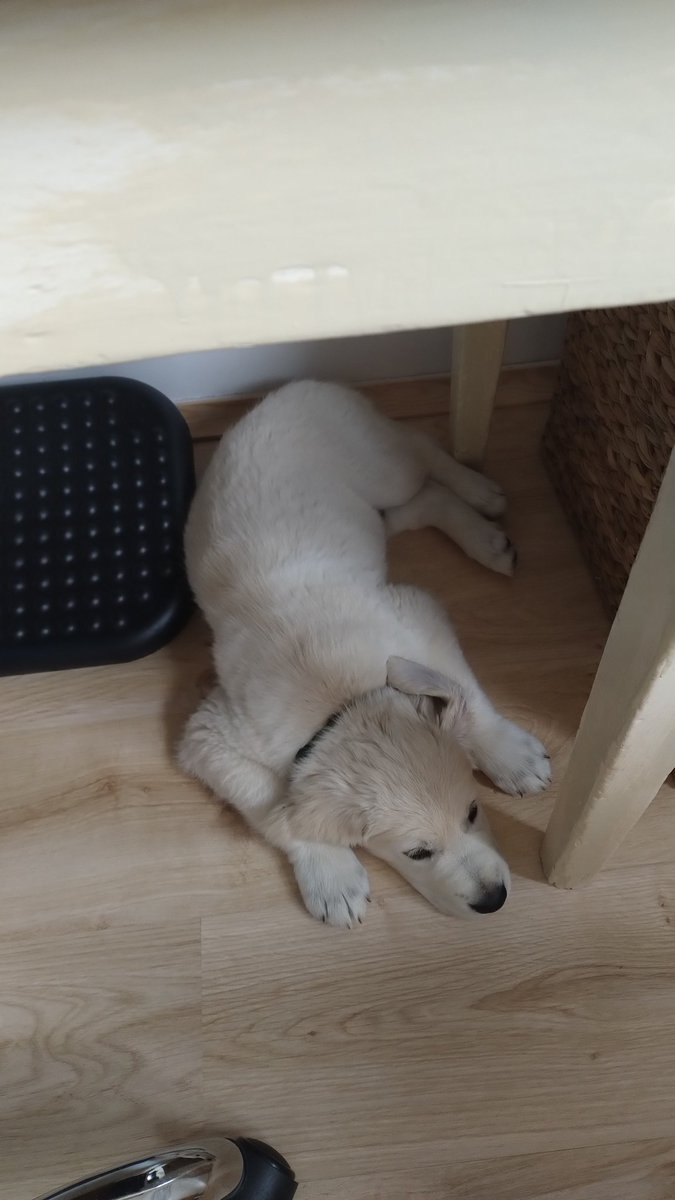 Erster Tag im Home-Office 😊 #Bernhard