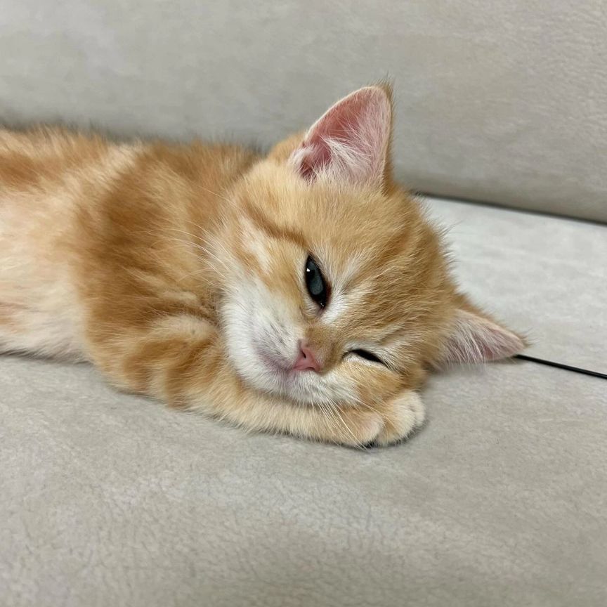 こねこ図鑑 (@kitten_zukan) on Twitter photo 