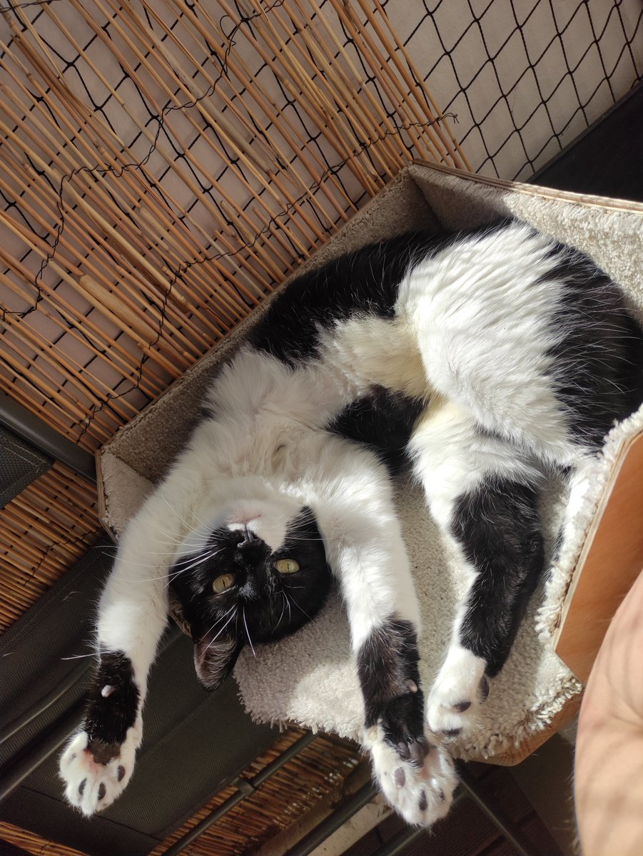 MimiMeow Cosplay tweet media