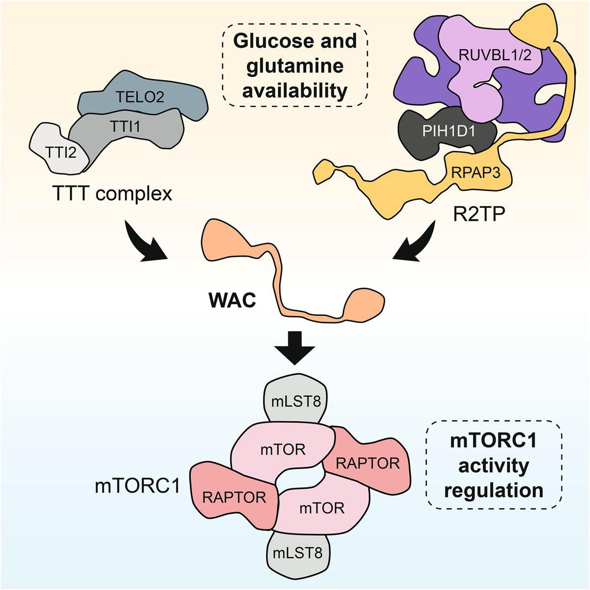 FEBSOpenBio's tweet image. Characterization of WAC interactions with R2TP and TTT chaperone complexes linking glucose and glutamine availability to mTORC1 activity
👉 buff.ly/IoEPOTs
🥼 @OscarLlorcaCNIO @CNIOStopCancer
#mTORC1 #CellMetabolism #Chaperones